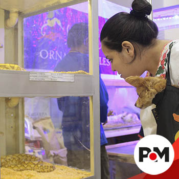 Serpientes, mascotas con atractivo especial